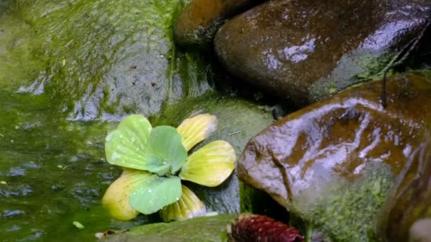 Fragmento Uma Pequena Cachoeira Artificial Decorativa Jardim Botânico Verão Clipe — Vídeo de Stock