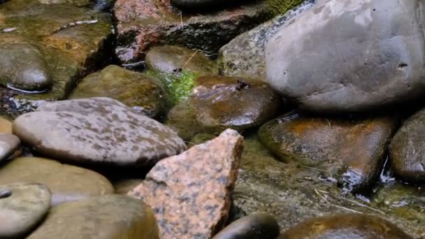 Bir Yaz Botanik Bahçesinde Küçük Bir Dekoratif Yapay Şelale Parçası — Stok video