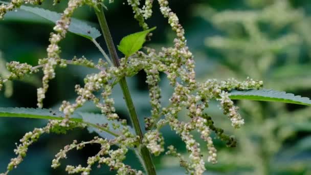 Medicinal Växt Folkmedicinen Grass Nässlor Sommar Blomning Och Frö Mognad — Stockvideo