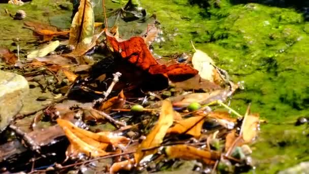 夏季植物园中一个小装饰人工瀑布的碎片 景观设计视频剪辑1080P特写镜头使用变焦和相机运动 同时拍摄 — 图库视频影像