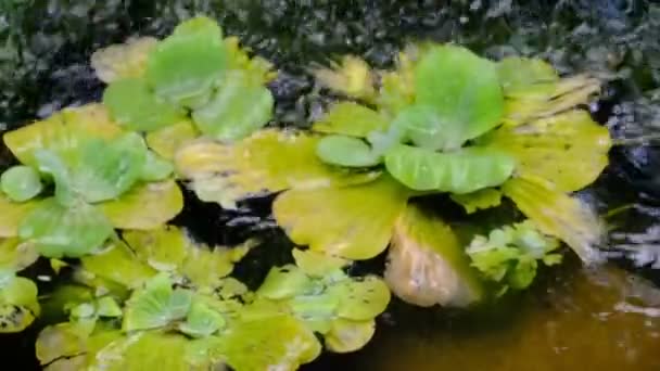 Fragment Van Een Kleine Decoratieve Kunstmatige Waterval Een Zomer Botanische — Stockvideo