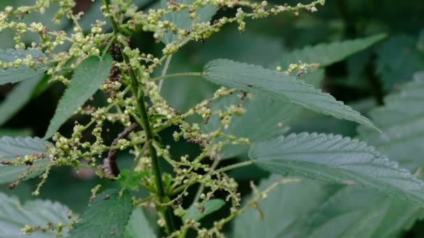 Planta Medicinal Medicina Popular Hierba Ortiga Verano Floración Maduración Semillas — Vídeos de Stock