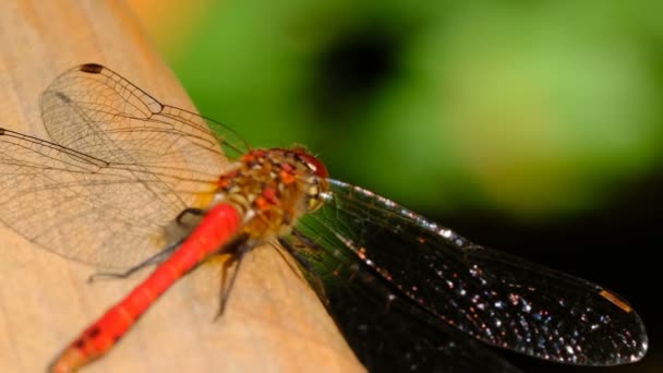 Dragonfly Closeup Sits Wooden Surface Resting Sunlit Macro Video 1080P — Stock Video