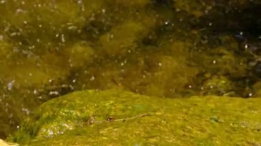 Bir yaz botanik bahçesinde küçük bir dekoratif yapay şelale parçası, manzara tasarımı video klip 1080p yakın çekim sırasında zoom ve kamera hareketi kullanarak