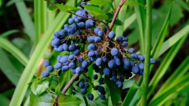 Parlak bir yaz güneşli bir günde holonia mahonia olgunlaşan mavi çilek, video çekim yakın çekim, 4k