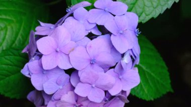 Parlak bir yaz güneşli bir günde bahçe çiçek ortanca çiçeklenme güzel parlak çiçeklenme, video çekim yakın çekim, 4k