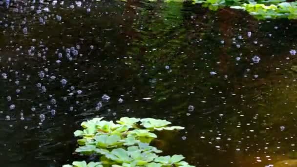 Fragment Eines Kleinen Dekorativen Künstlichen Wasserfalls Einem Sommerlichen Botanischen Garten — Stockvideo