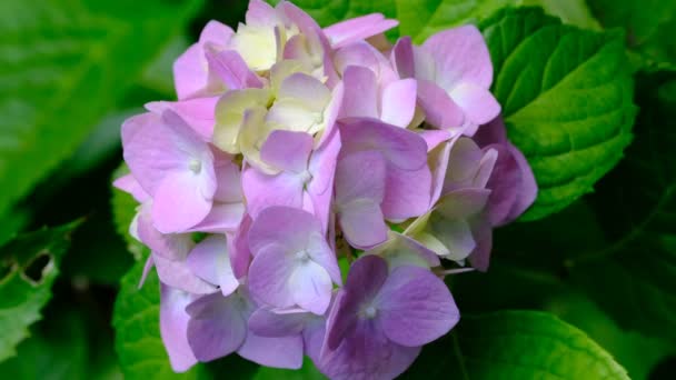 Hermosa Inflorescencia Brillante Flores Jardín Hortensias Florece Día Soleado Verano — Vídeos de Stock