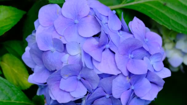 Inflorescência Brilhante Bonita Flor Jardim Hydrangea Floresce Dia Ensolarado Verão — Vídeo de Stock