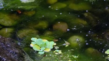 Bir yaz botanik bahçesinde küçük bir dekoratif yapay şelale parçası, peyzaj tasarımı video klip 4k close-up