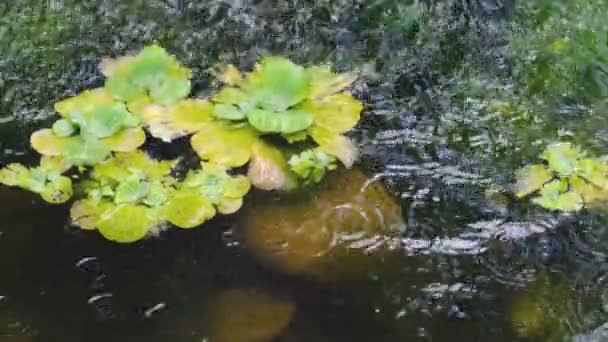 Fragment Van Een Kleine Decoratieve Kunstmatige Waterval Een Zomer Botanische — Stockvideo