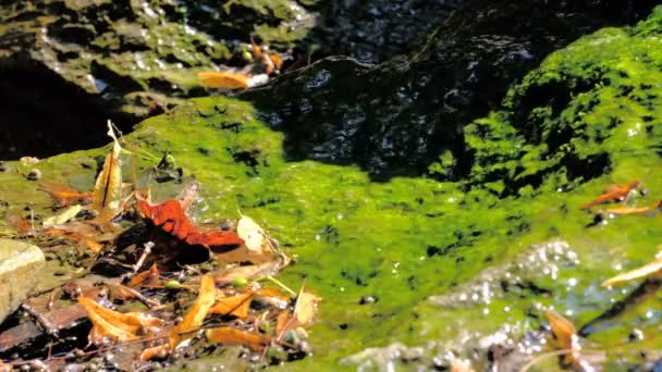 夏季植物园中一个小装饰人工瀑布的碎片 景观设计视频剪辑4K特写 — 图库视频影像