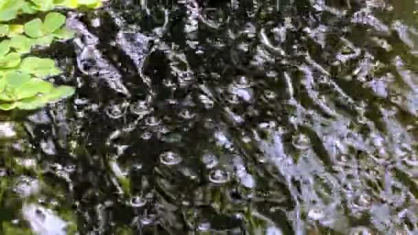 Fragment Van Een Kleine Decoratieve Kunstmatige Waterval Een Zomer Botanische — Stockvideo