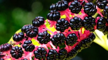 Lakonos veya Phytolacca, (yağlı çim, Yahudi sarmaşık, mercimek, pokeberry) meyveleri olgunlaşma video parlak güneşli bir günde yakın çekim çizim