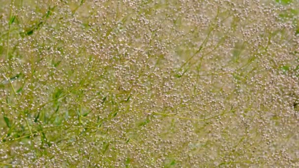 草丛夏日植物的自然背景视频素描特写镜头在阳光明媚的日子 — 图库视频影像