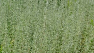 Wormwood acı kokulu video parlak güneşli bir günde yakın çekim çizim