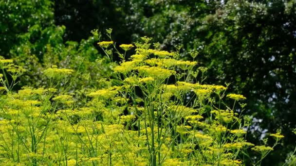 在阳光明媚的日子里 迪尔臭药草视频素描特写镜头 — 图库视频影像