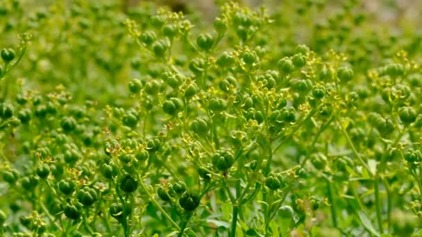 Fond naturel de plantes d'été herbeuses esquisse vidéo gros plan sur une journée ensoleillée 