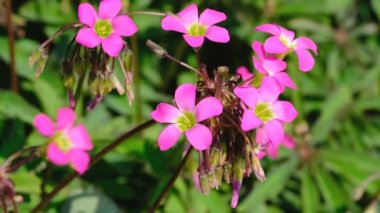 Güzel pembe yaz çiçekleri video parlak güneşli bir günde yakın çekim çizim