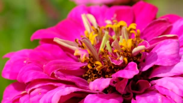 Zinnia Bloem Majors Bloeien Een Zomertuin Bloembed Video Schetsen Close — Stockvideo