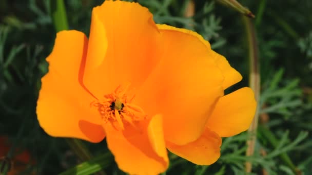 Vackra Gula Sommarblommor Video Skissa Närbild Skott Ljus Solig Dag — Stockvideo