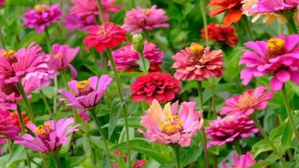 Zinnia Blumen Majors Blühen Auf Einem Sommergarten Blumenbeet Video Skizze — Stockvideo