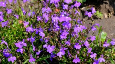 Güzel mavi yaz çiçekleri video parlak güneşli bir günde yakın çekim çizim