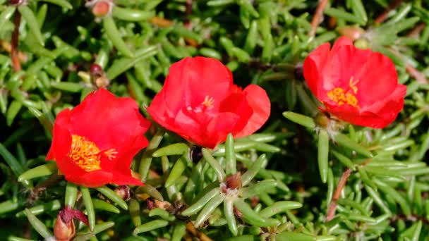 Beautiful Red Small Summer Flowers Video Sketching Close Shot Bright — Stock Video