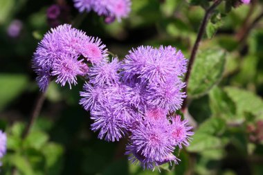 Güzel yaz mavi çiçekleri 