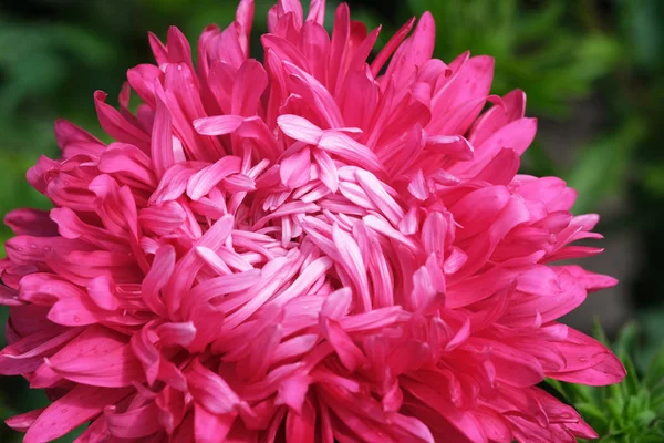 Lindas flores de verão vermelho aster — Fotografia de Stock