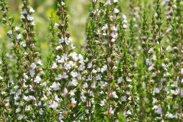 Jardín salado hierba picante florece —  Fotos de Stock