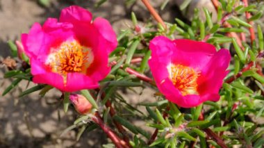 Güzel kırmızı küçük yaz çiçekleri video parlak güneşli bir günde yakın çekim çizim