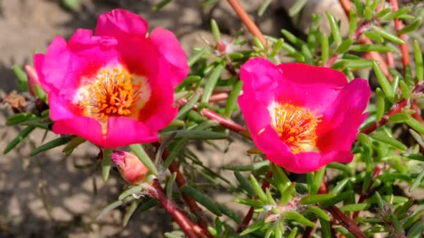 Schöne Rote Kleine Sommerblumen Video Skizzen Nahaufnahme Einem Strahlend Sonnigen — Stockvideo