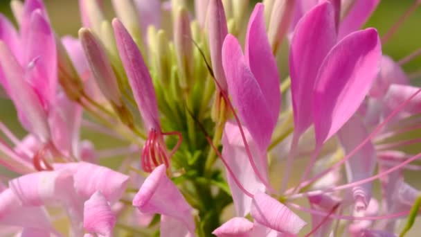 Beautiful Pink Summer Flowers Video Sketching Close Shot Bright Sunny — Stock Video