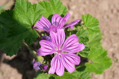 Güzel yaz pembe çiçekler 