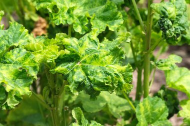 Doğal yeşil arkaplan 