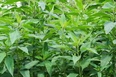 Doğal yeşil arkaplan 