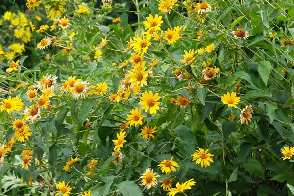 天然绿色背景与黄色的花朵 — 图库照片