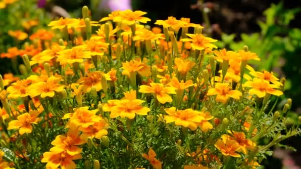 Beautiful Yellow Summer Flowers Video Sketching Close Shot Bright Sunny — Stock Video