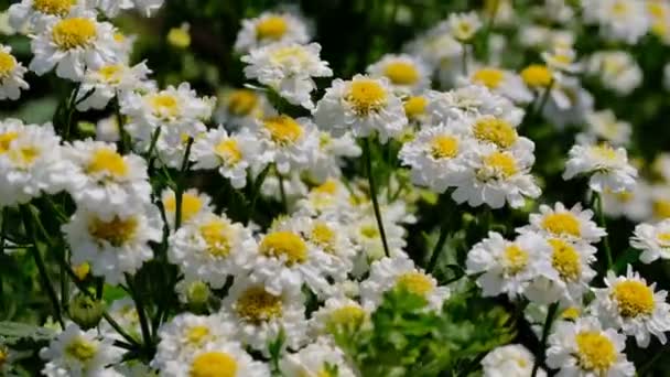 美丽的白色夏天的花朵视频素描特写镜头在阳光明媚的日子 — 图库视频影像