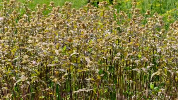 Natürlicher Hintergrund Von Grasbewachsenen Sommerpflanzen Video Skizzen Nahaufnahme Einem Hellen — Stockvideo