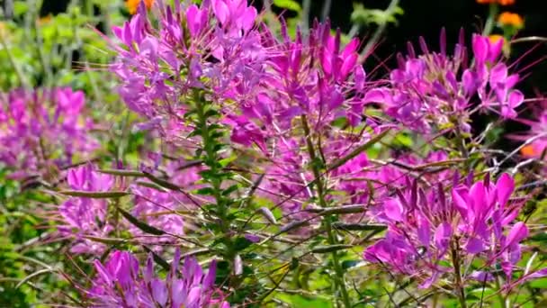 Vackra Rosa Sommarblommor Video Skissa Närbild Skott Ljus Solig Dag — Stockvideo