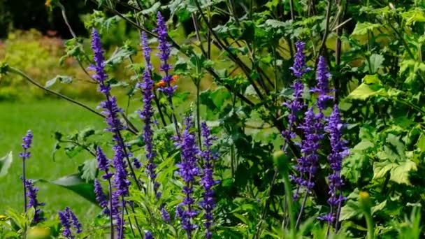 Hermosas Flores Azules Verano Video Boceto Primer Plano Día Soleado — Vídeo de stock