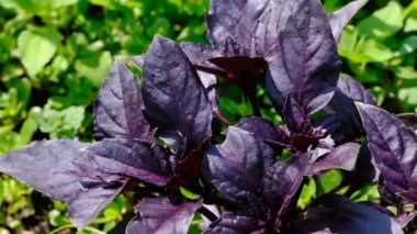 Kırmızı fesleğen kokulu aromatik bitki parlak güneşli bir günde bahçe yakın çekim de yetişir