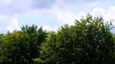 Ağaçlar ve bulutlu yaz günü gökyüzü ile doğal sahne video çizim