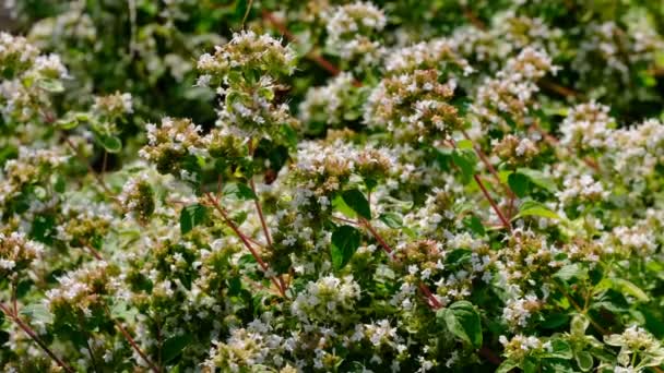 Fond Naturel Plantes Été Herbeuses Esquisse Vidéo Gros Plan Sur — Video