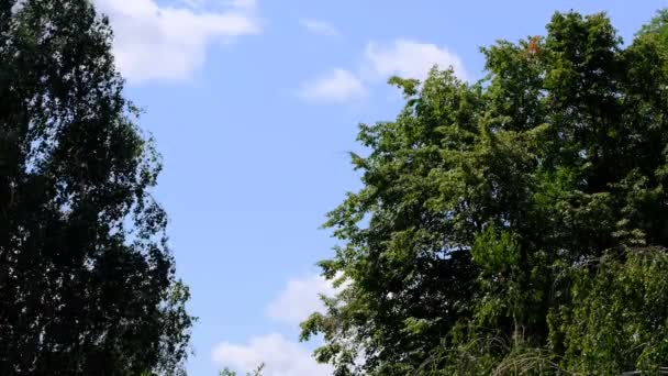 Escena Natural Vídeo Bosquejando Con Árboles Cielo Nublado Día Verano — Vídeos de Stock