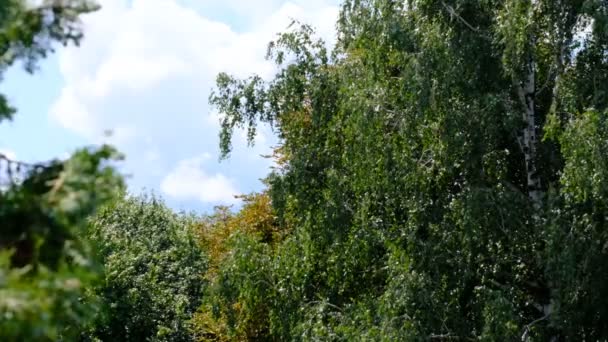 Escena Natural Vídeo Bosquejando Con Árboles Cielo Nublado Día Verano — Vídeos de Stock