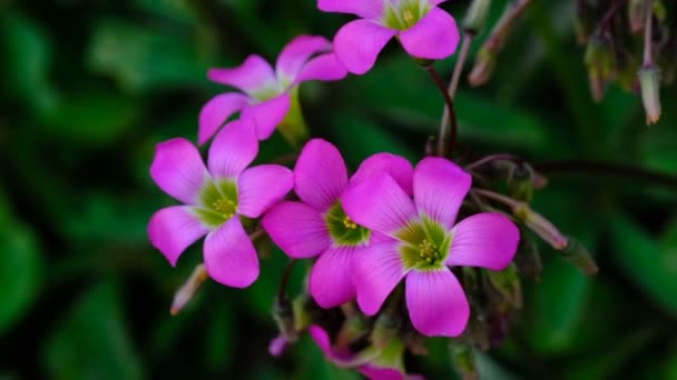 Beautiful Pink Summer Flowers Video Sketching Close Shot Bright Sunny — Stock Video