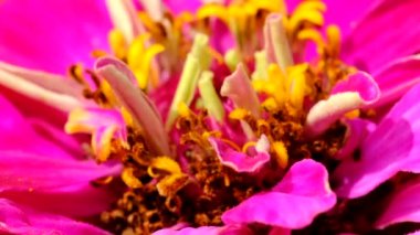 Zinnia çiçekler (majors) zoom ve kamera hareketi kullanılarak yakalanan parlak güneşli bir günde yakın çekim çizim bir yaz bahçesi çiçektarlık video çiçeklenme vardır